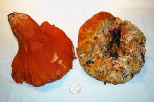 Lobster mushroom with coin for perspective