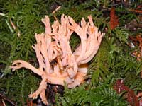 Pink coral mushroom