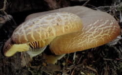 Tapinella atrotomentosa