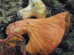 Hypomyces lactifluorum