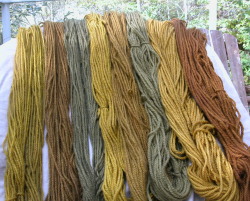 Phaeolus range of colours