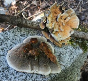 Hydnellum aurantiacum