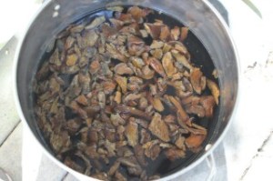 Omphalotus ready to go