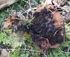 Phaeolus_old_underside