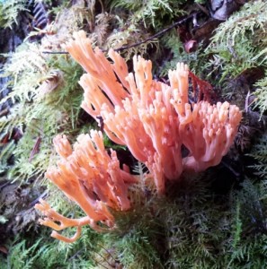 Ramaria flavigelatinosa