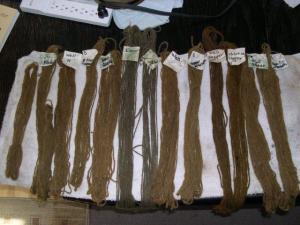 Phaeolus dye samples