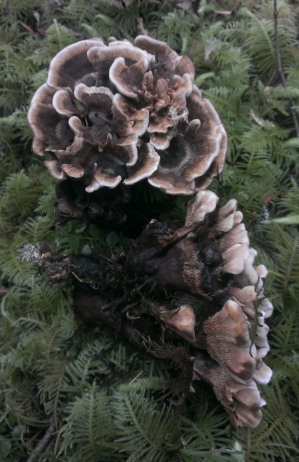 Hydnellum aurantiacum