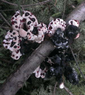 H. peckii  engulfing a stick