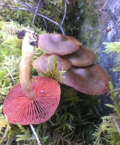 Cortinarius smithii