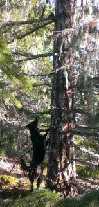 Rica trees a squirrel