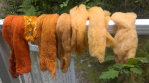 C. cinnamomeus colours