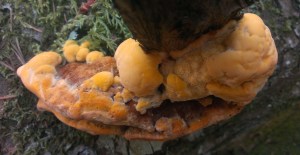 Pycnoporellus fulgens