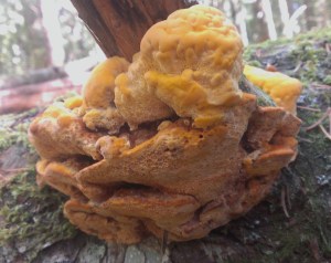 Pycnoporellus fulgens