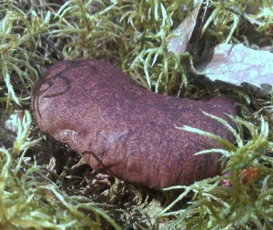 Velvet Pax - first of the year