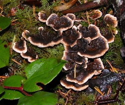Hydnellum aurantiacum