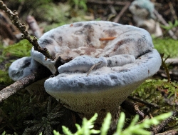Hydnellum carulean