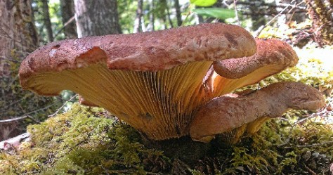 Tapinella atrotomentosa