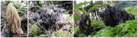 Clavulina Coralloides 3pics