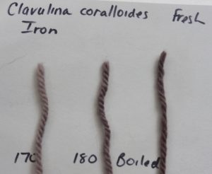 Clavulina samples
