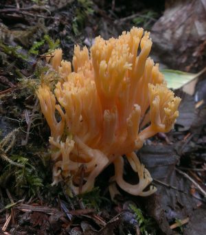 Ramaria largentii